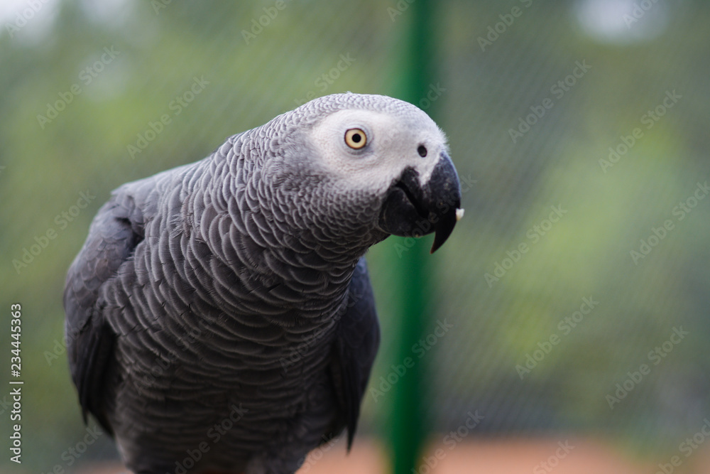Fototapeta premium portrait of a parrot
