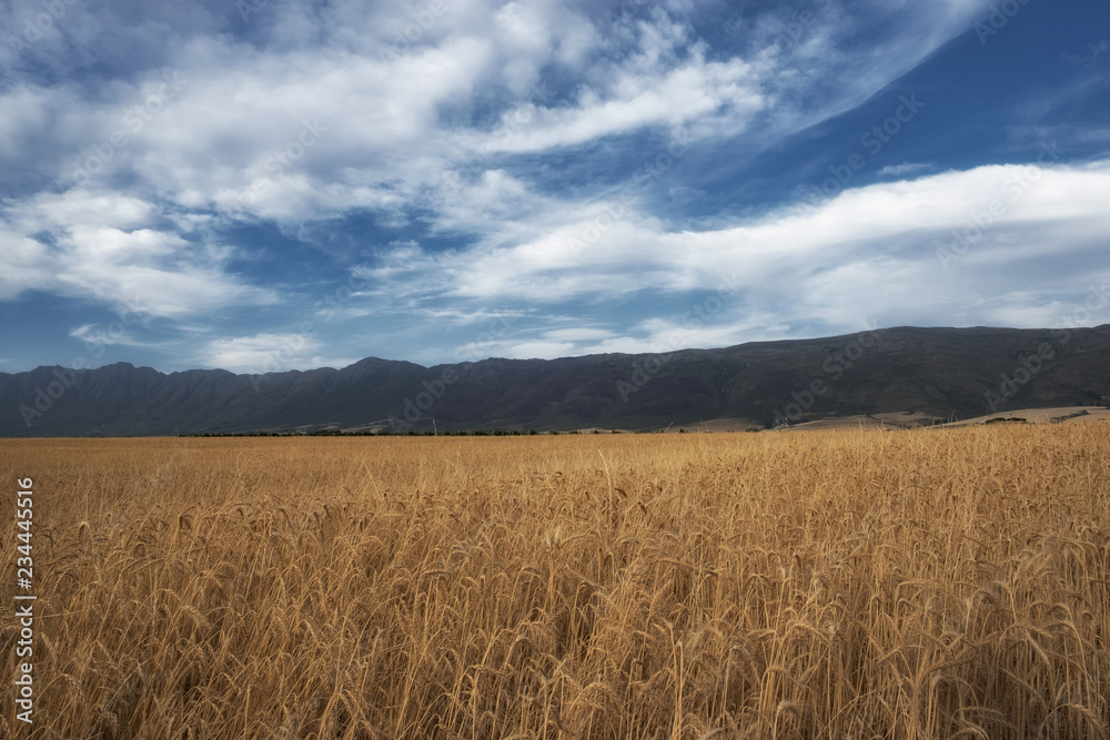 Wheat Fields