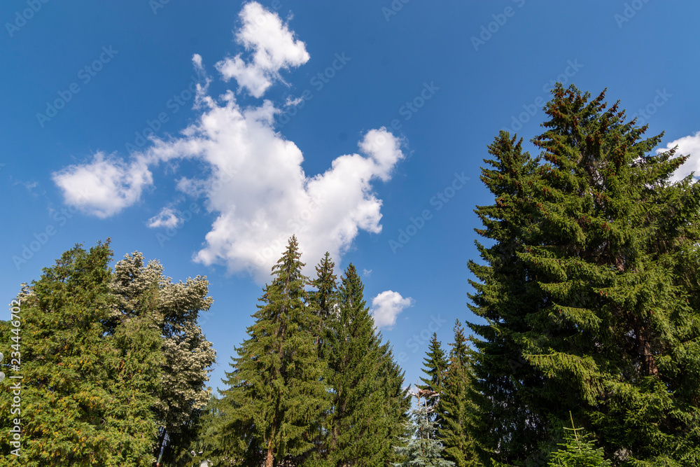 pine tree background