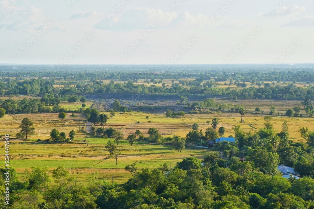 The wide angle of the ground with the green color of the rice plant