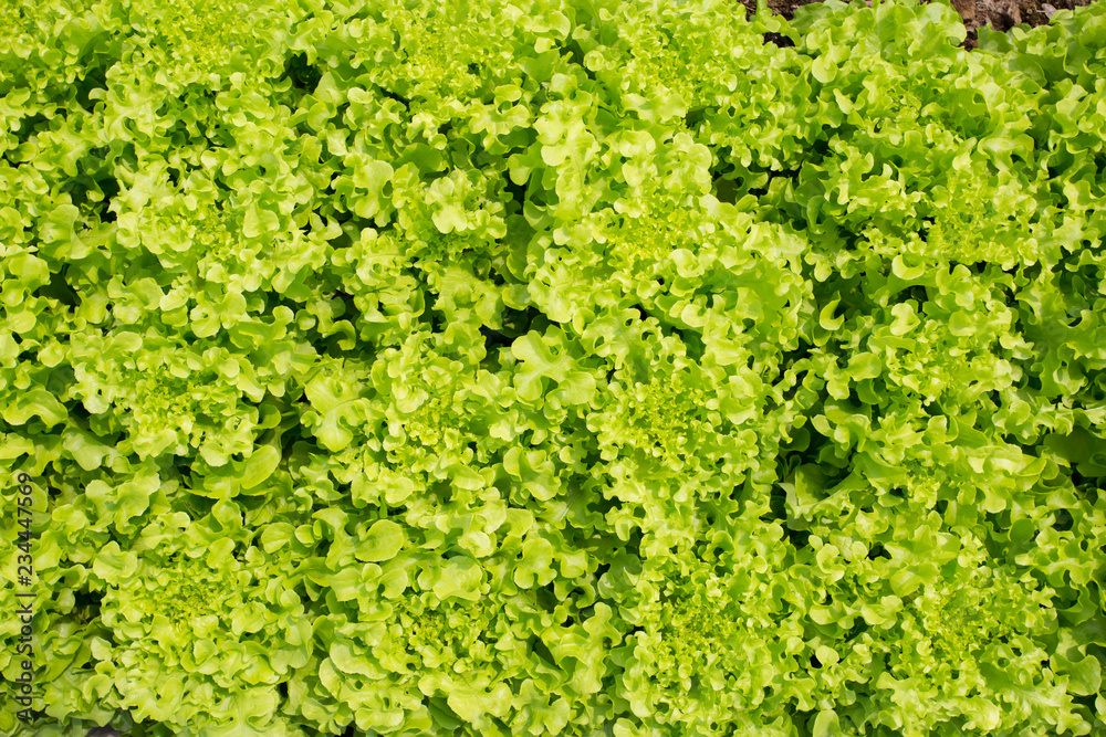Close up of green salad  vegetable at organic hydroponic  cultivation farm  in Thailand.
