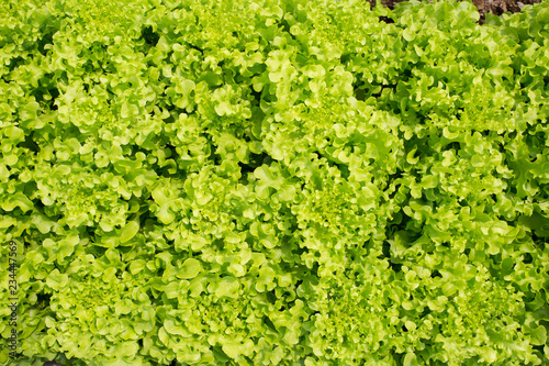 Close up of green salad  vegetable at organic hydroponic  cultivation farm  in Thailand. © shutterstudio