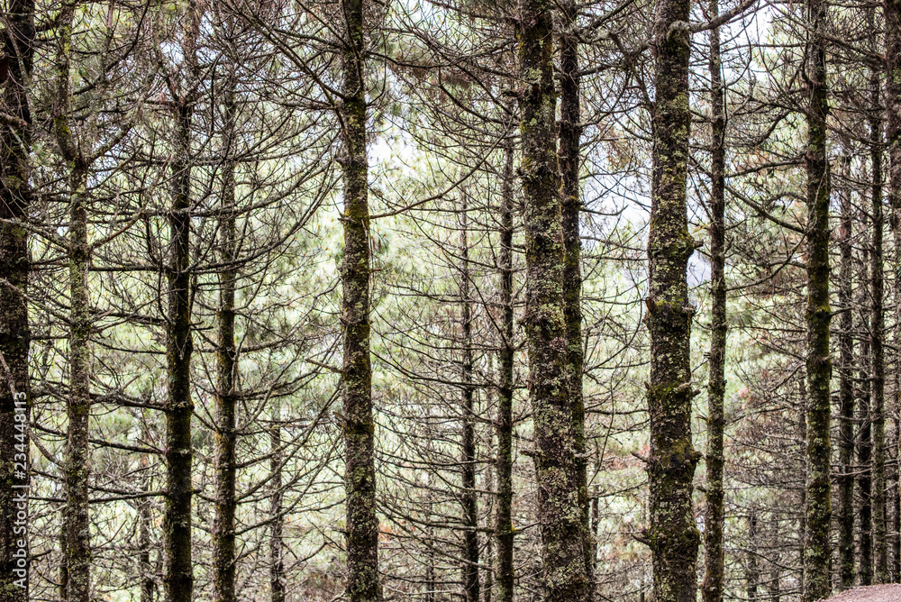 Fototapeta premium Wood Landscape Himalaya