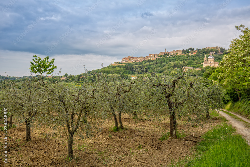 View of the medieval village of Montepulciano. Olive plantation at the foot of the hilltop village Montepulciano, overlooking the church Madonna di San Biagio in Tuscany, Italy