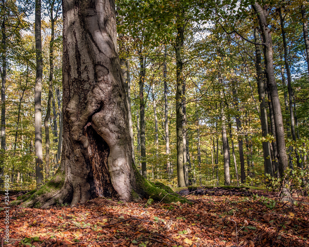 Fototapeta premium Waldgeist 