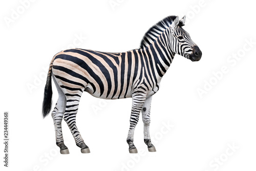 Fotografie, Obraz Zebra isolated on white background