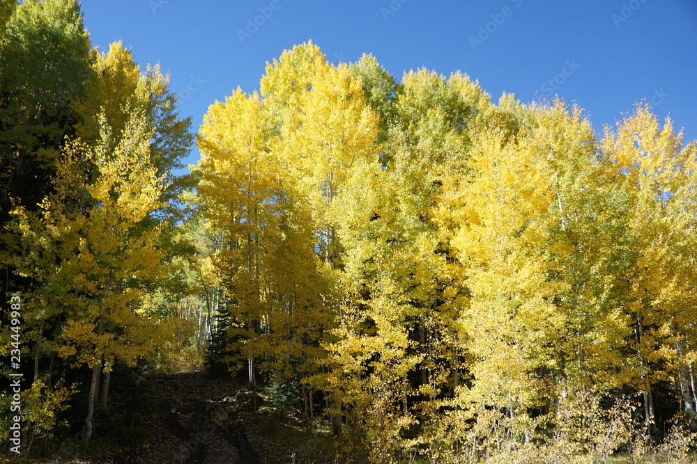 Fototapeta premium tree in autumn