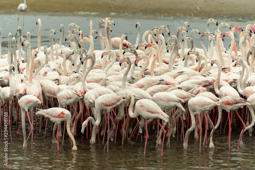 Flamingoes in Ras Al Khor Wildlife Sanctuary, Ramsar Site, Flamingo hide2, Dubai, United Arab Emirates