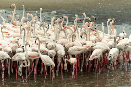 Flamingoes in Ras Al Khor Wildlife Sanctuary  Ramsar Site  Flamingo hide2  Dubai  United Arab Emirates