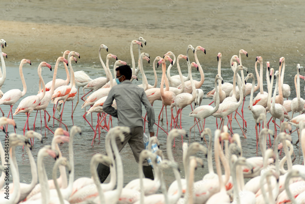 Naklejka premium Flamingoes in Ras Al Khor Wildlife Sanctuary, Ramsar Site, Flamingo hide2, Dubai, United Arab Emirates