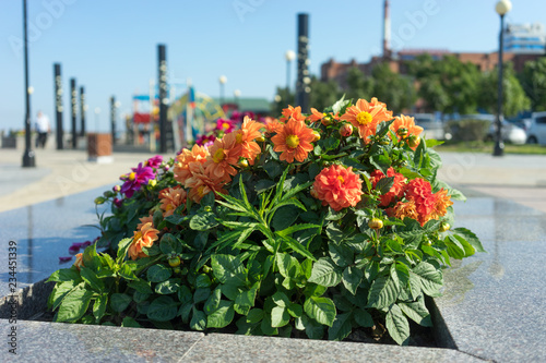 Fototapeta Naklejka Na Ścianę i Meble -  Landscaping of Vladivostok embankment with beautiful flowers.