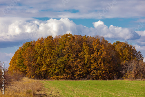 Beautiful landscape with oak forest in autumn day