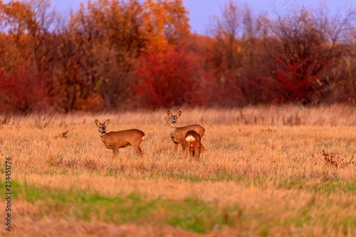 Buck deer with roe-deer in the wild