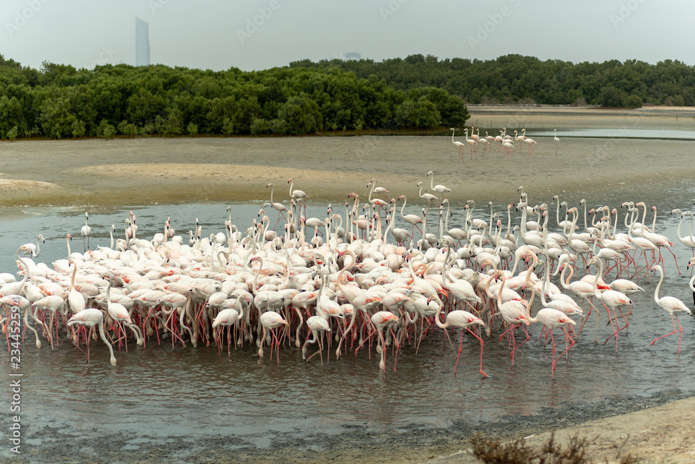 Obraz premium Flamingoes in Ras Al Khor Wildlife Sanctuary, Ramsar Site, Flamingo hide2, Dubai, United Arab Emirates