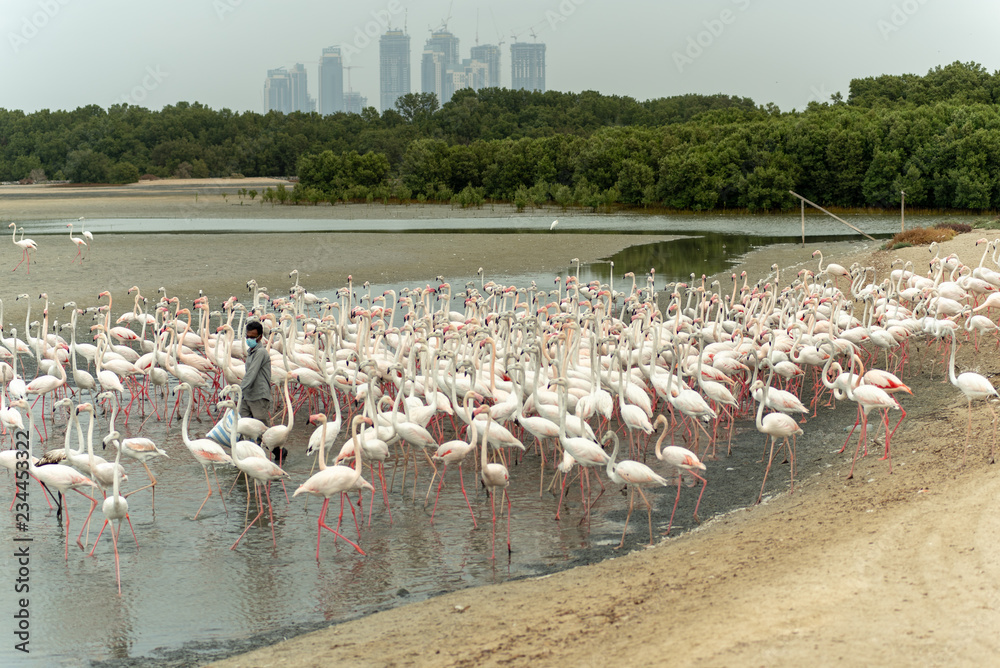 Fototapeta premium Flamingoes in Ras Al Khor Wildlife Sanctuary, Ramsar Site, Flamingo hide2, Dubai, United Arab Emirates