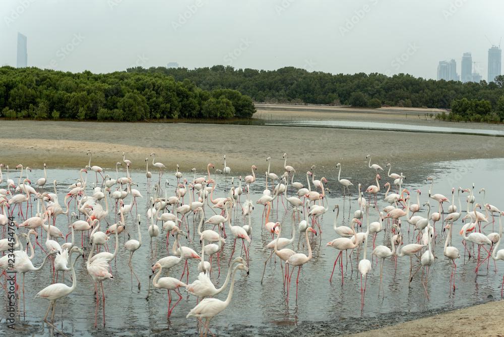 Fototapeta premium Flamingoes in Ras Al Khor Wildlife Sanctuary, Ramsar Site, Flamingo hide2, Dubai, United Arab Emirates