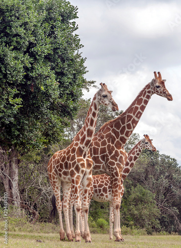 Giraffes in the jungle of Kenya in Africa