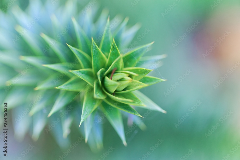 Leaves of a monkey puzzle tree (Araucaria araucana) Leaves of a monkey puzzle tree (Araucaria araucana)