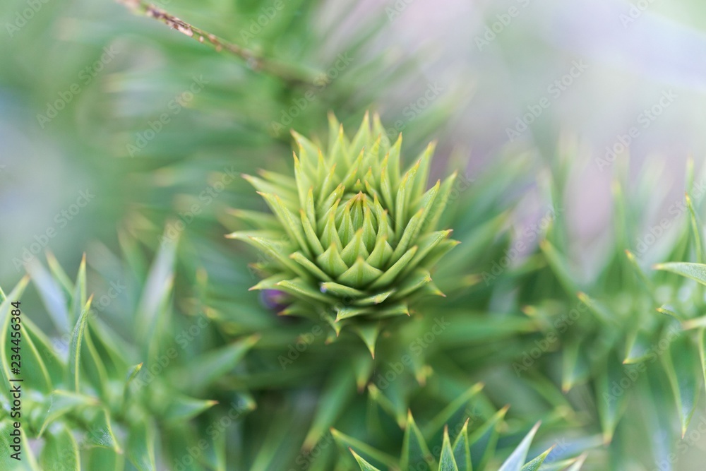 Fototapeta premium Leaves of a monkey puzzle tree (Araucaria araucana)