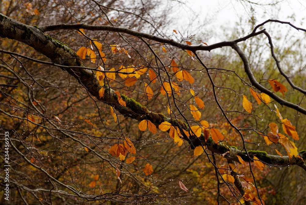 Autumnal landscape of Abruzzo National Park Autumnal landscape of Abruzzo National Park