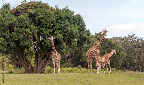 Photography Giraffes in the jungle of Kenya in Africa