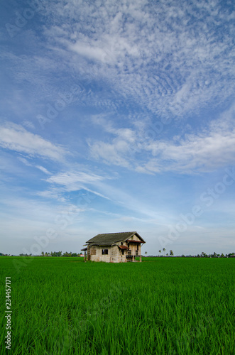 dilapidated wooden house view surrounding with beautiful landscape of green paddy rice field