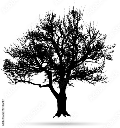 Baum