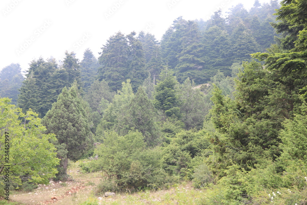 forest in mountains