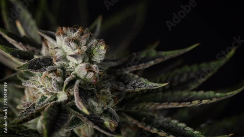 Studio Lighting on Beautiful Weed Plant Top Nug Spinning in Macro Lightbox
