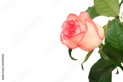 Beautiful pink rose with leaves on the white isolated background