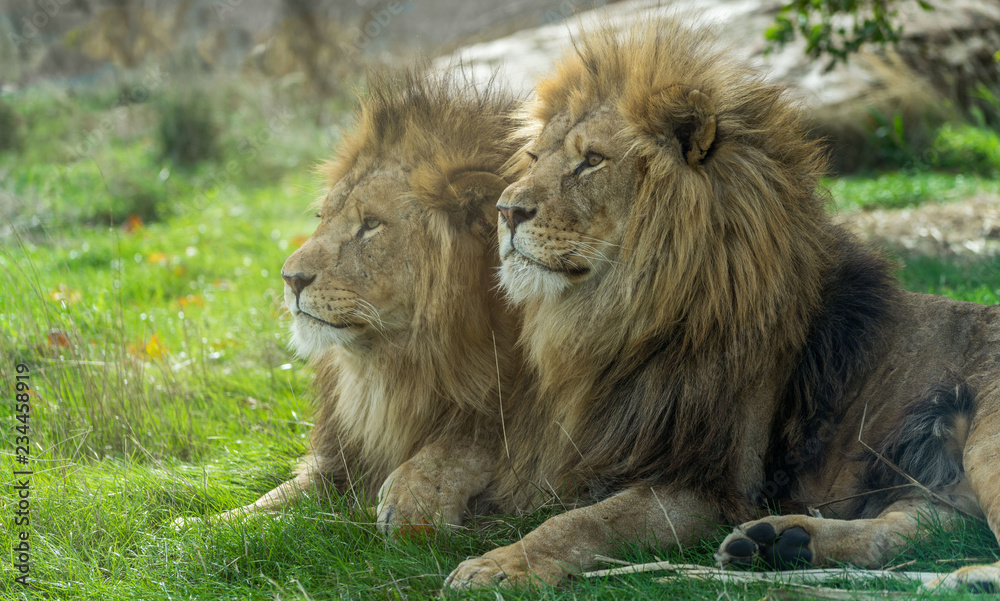 Close up portrait of two lions