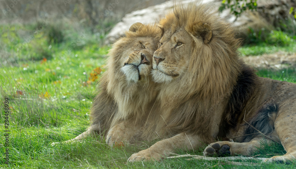 Two brother lions rubbing heads Two brother lions rubbing heads