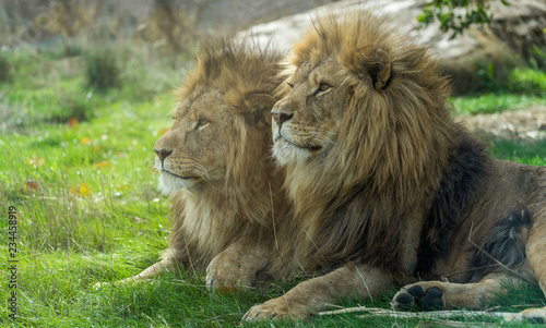 Close up portrait of two lions