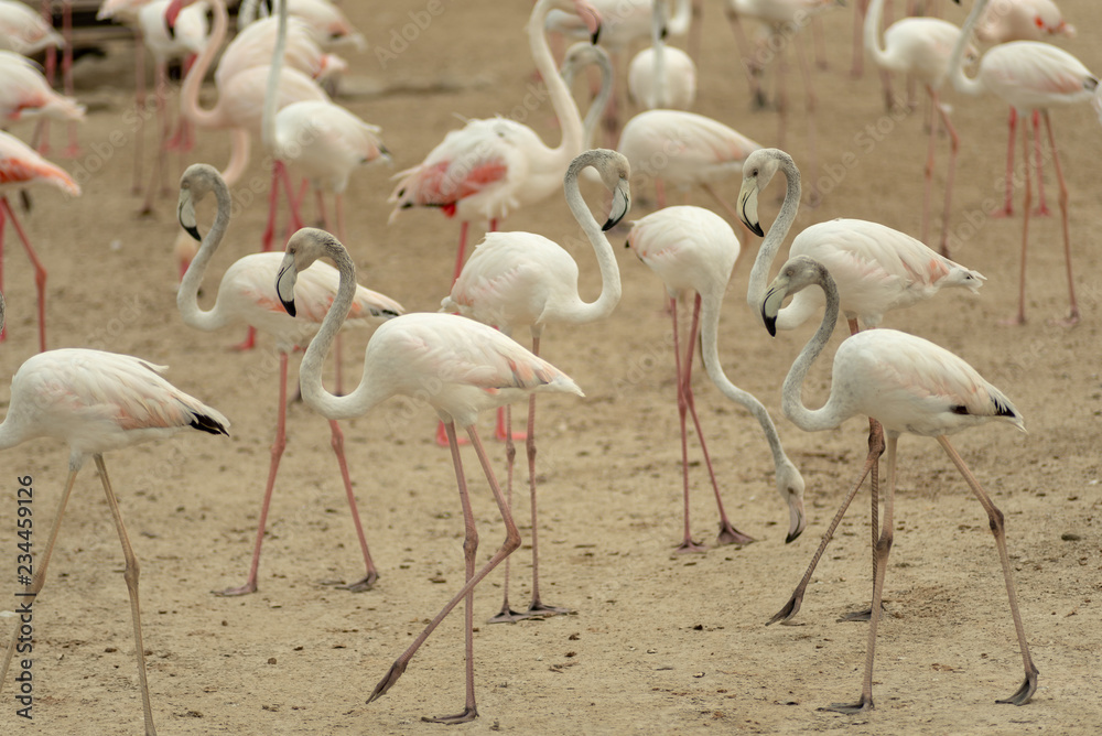Flamingoes in Ras Al Khor Wildlife Sanctuary, Ramsar Site, Flamingo hide2, Dubai, United Arab Emirates Flamingoes in Ras Al Khor Wildlife Sanctuary, Ramsar Site, Flamingo hide2, Dubai, United Arab Emirates