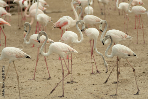 Flamingoes in Ras Al Khor Wildlife Sanctuary  Ramsar Site  Flamingo hide2  Dubai  United Arab Emirates