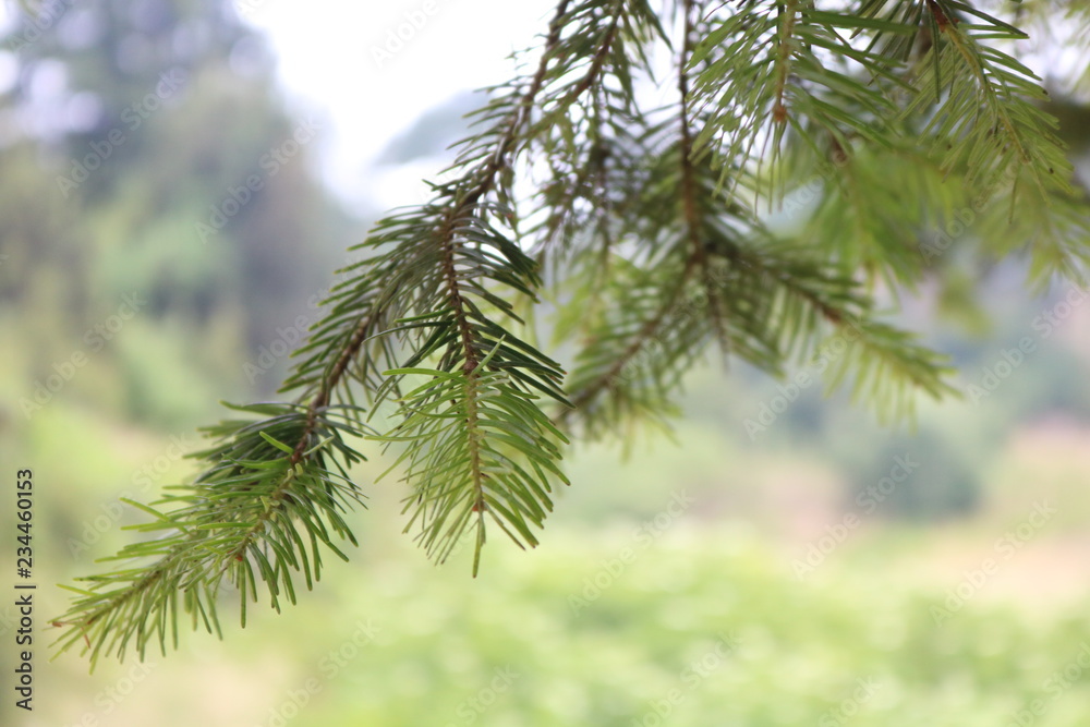 Tree Tree