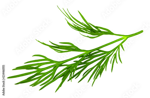 Wallpaper Mural fresh green dill isolated on white background. macro