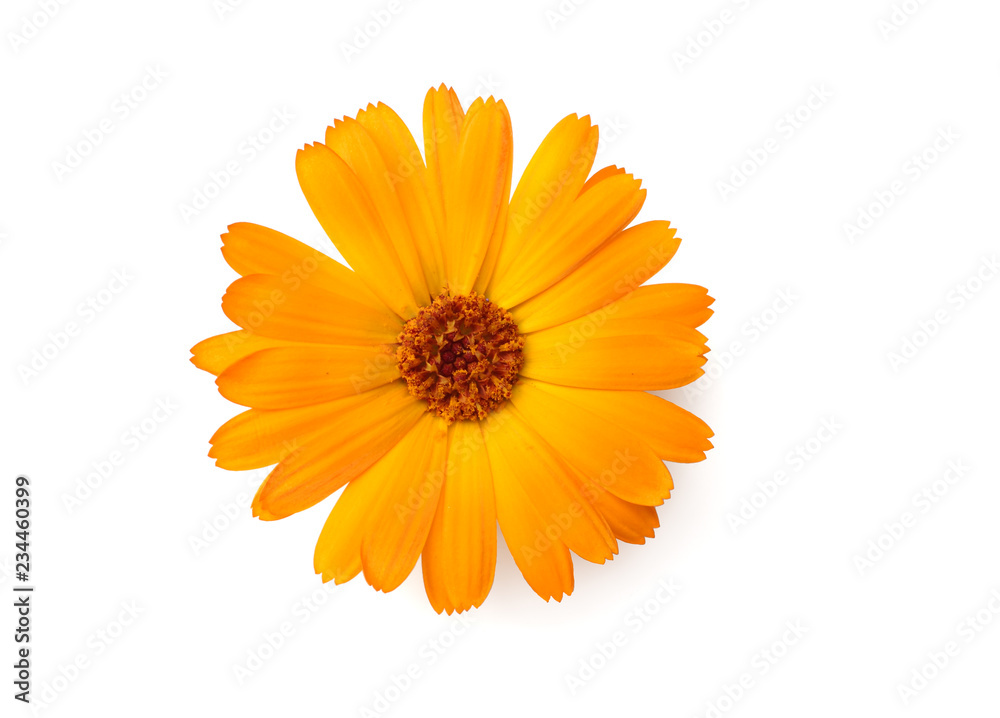 one marigold flower head isolated on white background. calendula flower. top view