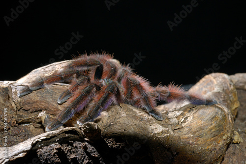 Martinique-Baumvogelspinne (Avicularia versicolor) - Martinique red tree spider photo