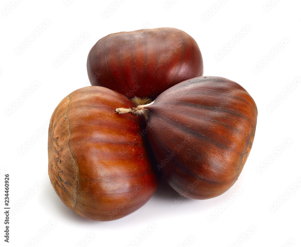 Castanea sativa, or sweet chestnut fruit. Isolated on white background Castanea sativa, or sweet chestnut fruit. Isolated on white background