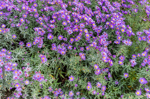 Blauen Aster Blumen