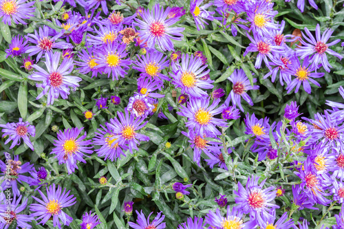 Blauen Aster Blumen