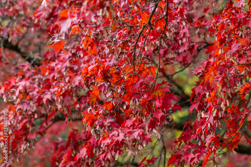 Rote Ahorn Baum im Herbst