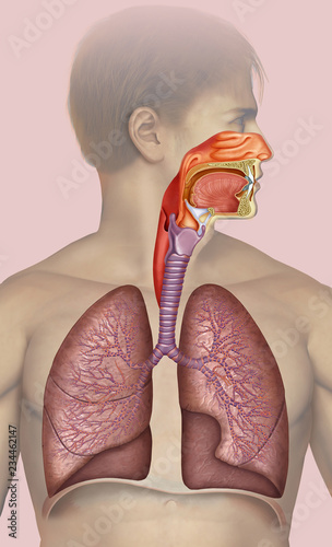 Descriptive illustration of the human respiratory system, photo