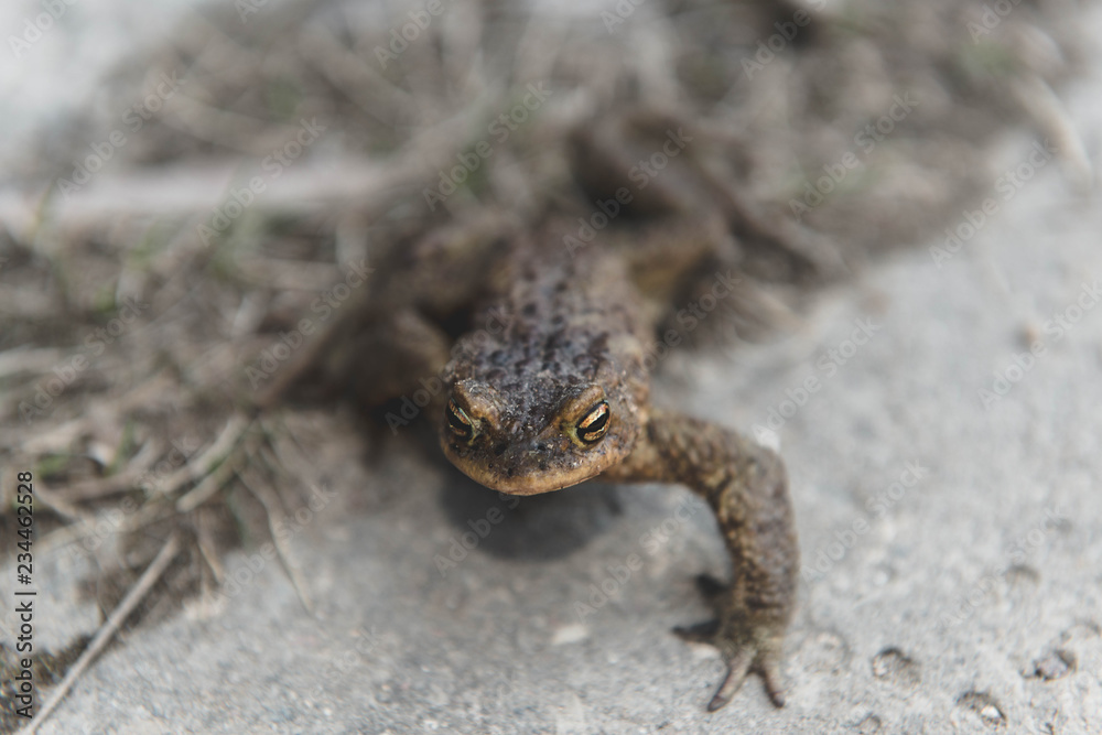 Fototapeta premium frog