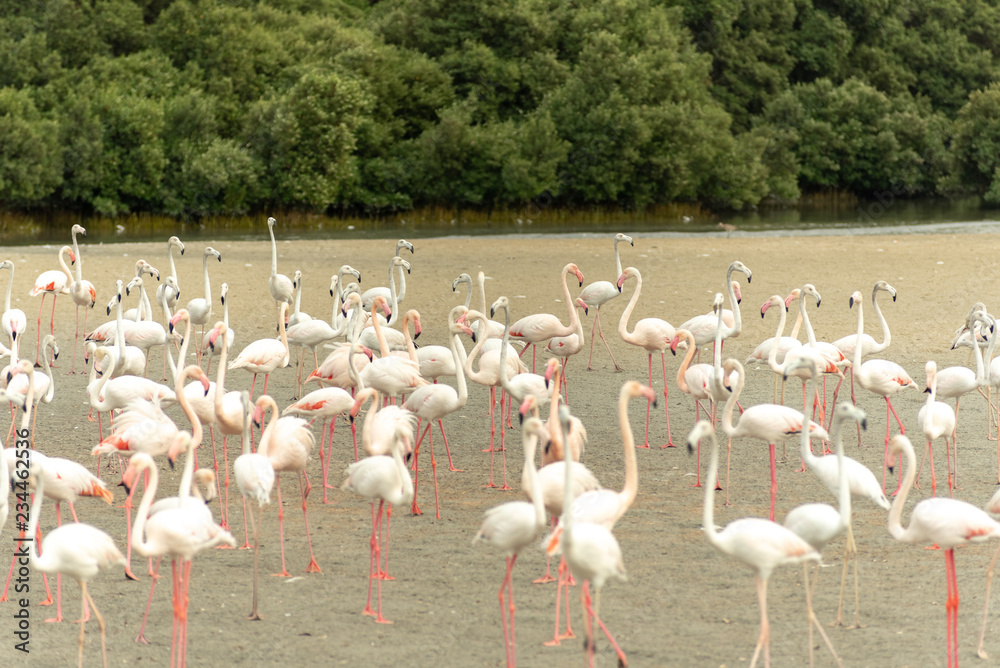Naklejka premium Flamingoes in Ras Al Khor Wildlife Sanctuary, Ramsar Site, Flamingo hide2, Dubai, United Arab Emirates