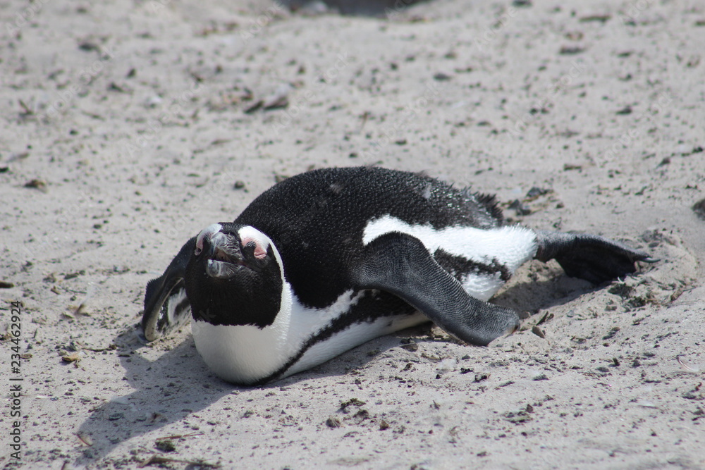Fototapeta premium penguin of boulders beach
