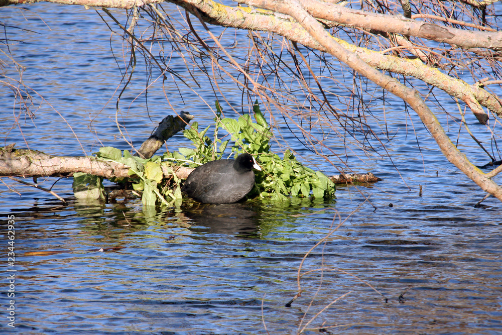 Fototapeta premium Un oiseau dans les feuilles