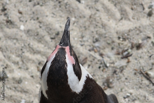 penguin of boulders beach