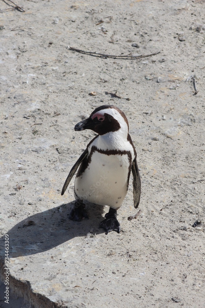 Obraz premium penguin of boulders beach